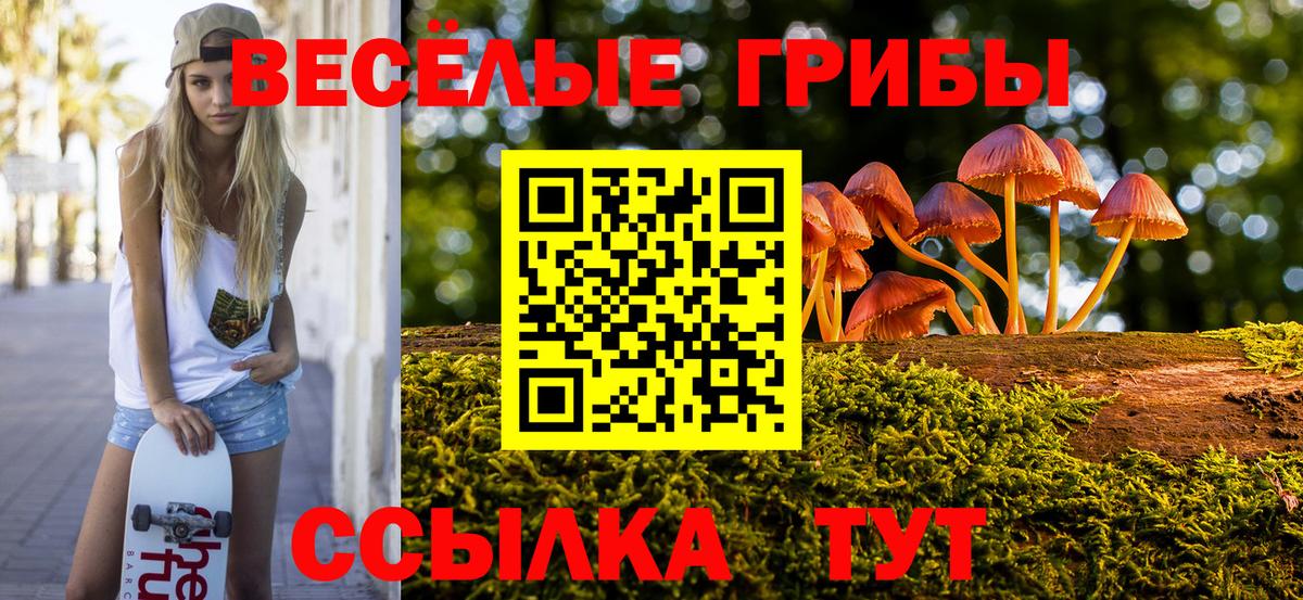 Псилоцибиновые грибы Psilocybe Карачаевск